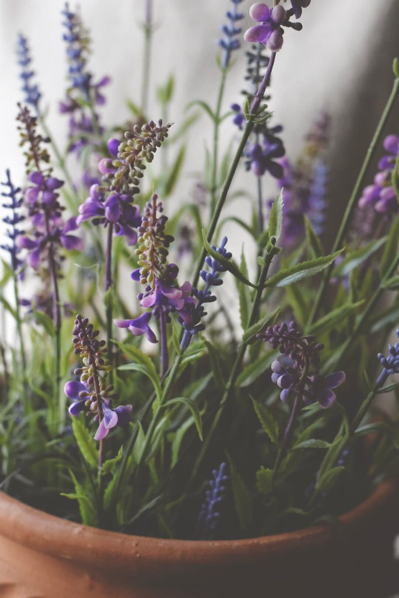 Trend - Lavendel H 50 Cm